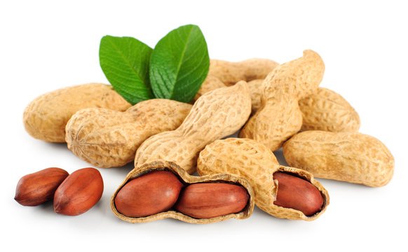Illegal Peanut Factory Sealed in Peshawar’s Chamkani Area