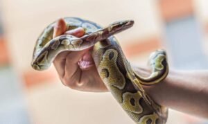 ACRES Reports Rise in Illegal Snake-Keeping Cases in 2024